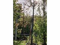 Sierappel - vrucht- / fruitboom (2x) - afbeelding 3 van  4