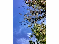 Sierappel - vrucht- / fruitboom (2x) - afbeelding 4 van  4