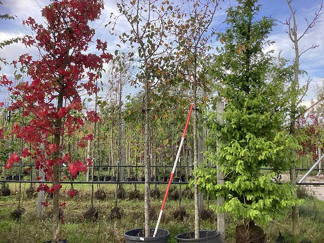 Sierappel - vrucht- / fruitboom (2x) - afbeelding 1 van  4
