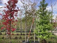 Sierappel - vrucht- / fruitboom (2x) - afbeelding 1 van  4