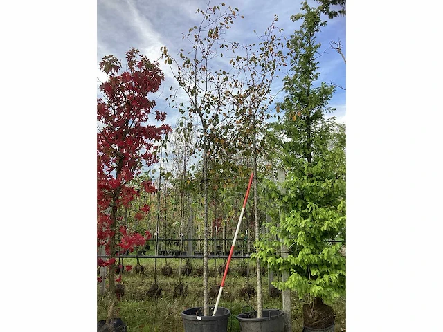 Sierappel - vrucht- / fruitboom (2x) - afbeelding 2 van  4