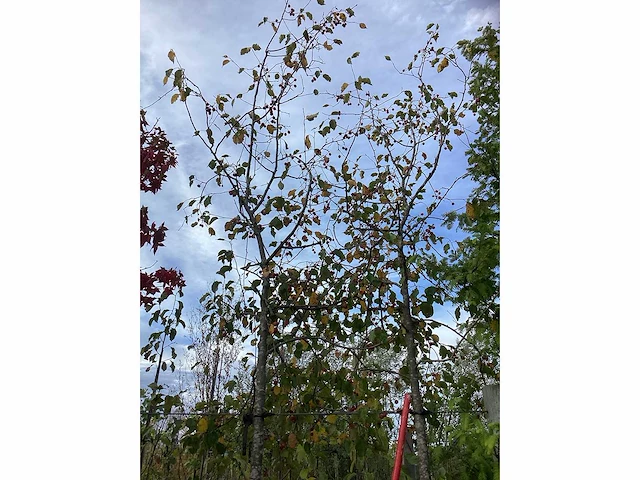 Sierappel - vrucht- / fruitboom (2x) - afbeelding 3 van  4