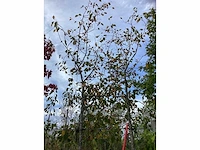 Sierappel - vrucht- / fruitboom (2x) - afbeelding 3 van  4