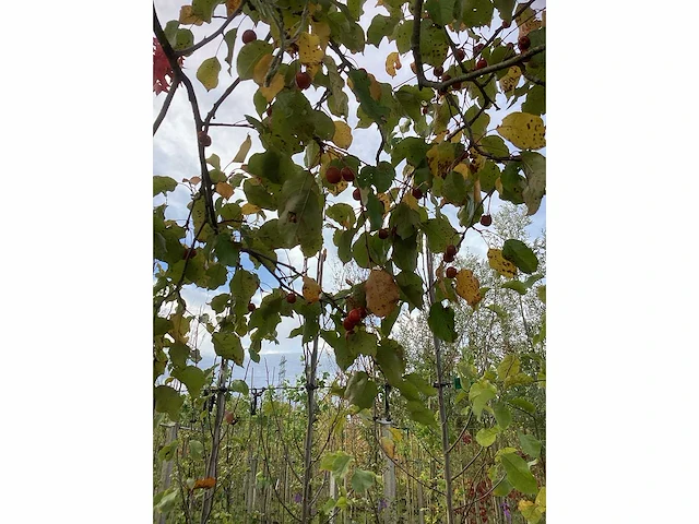 Sierappel - vrucht- / fruitboom (2x) - afbeelding 4 van  4