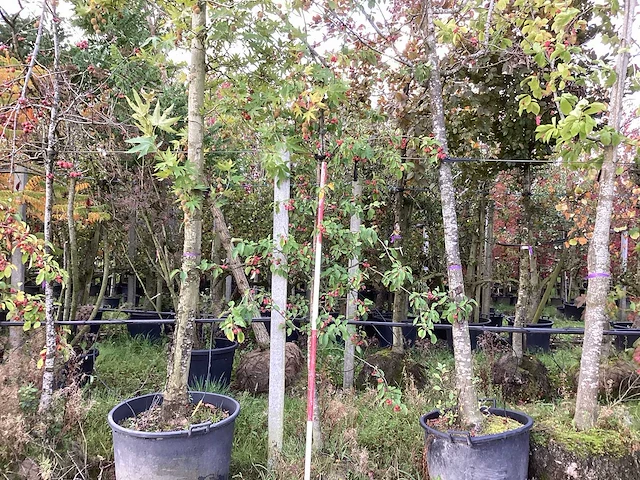 Sierappel - vrucht- / fruitboom - afbeelding 1 van  4