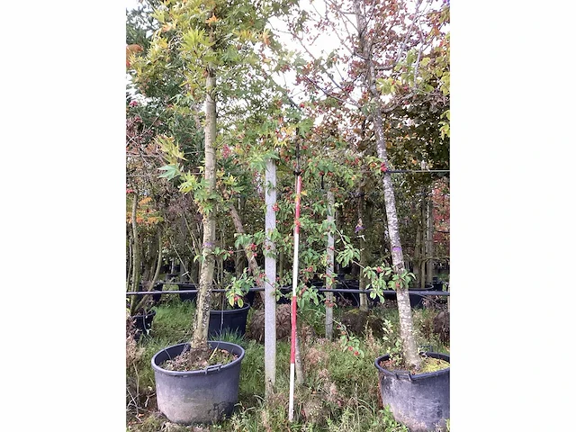 Sierappel - vrucht- / fruitboom - afbeelding 2 van  4