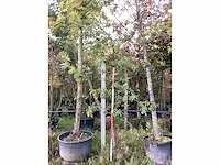 Sierappel - vrucht- / fruitboom - afbeelding 2 van  4