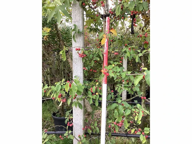 Sierappel - vrucht- / fruitboom - afbeelding 3 van  4