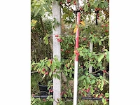 Sierappel - vrucht- / fruitboom - afbeelding 3 van  4