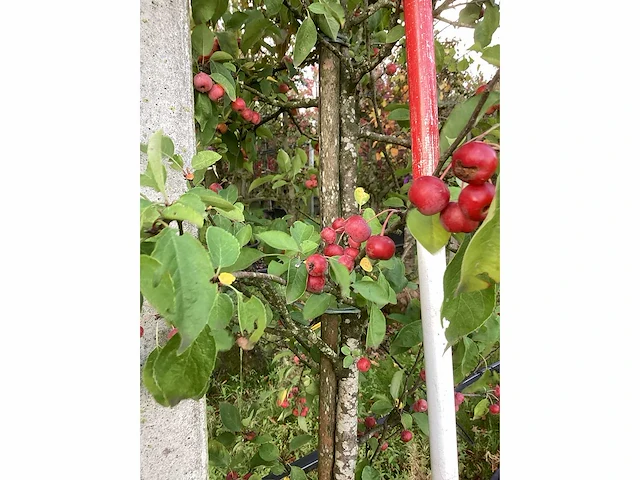 Sierappel - vrucht- / fruitboom - afbeelding 4 van  4