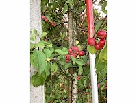 Sierappel - vrucht- / fruitboom - afbeelding 4 van  4