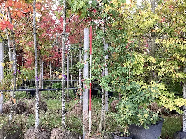 Sierappel - vrucht- / fruitboom - afbeelding 1 van  3