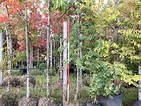Sierappel - vrucht- / fruitboom - afbeelding 1 van  3