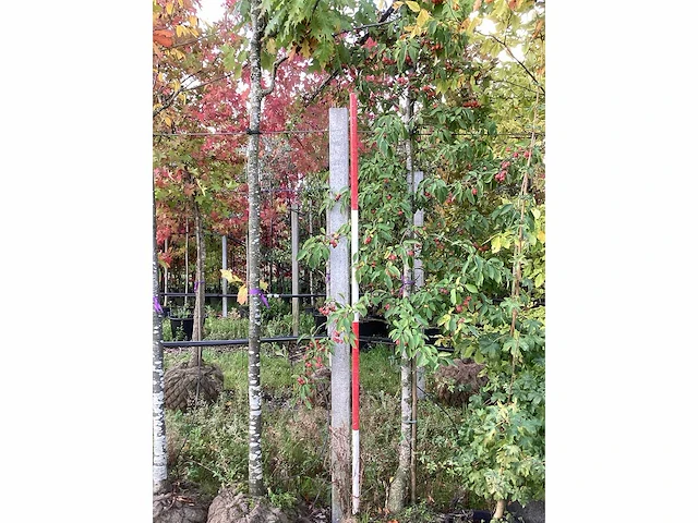 Sierappel - vrucht- / fruitboom - afbeelding 2 van  3