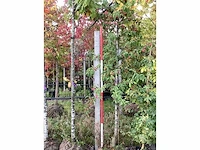 Sierappel - vrucht- / fruitboom - afbeelding 2 van  3
