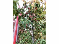 Sierappel - vrucht- / fruitboom - afbeelding 3 van  3