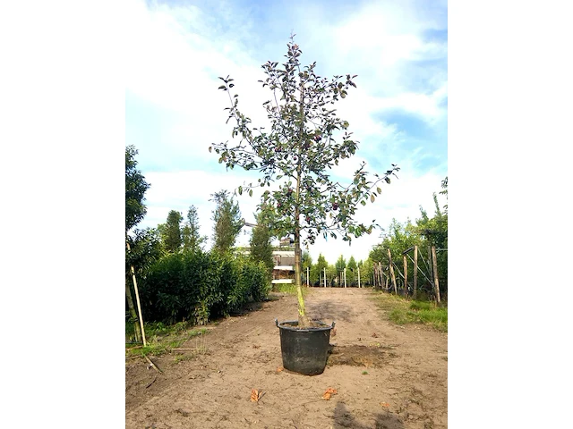 Sierappel malus 'royalty', bloesemboom, dieprode sierappels, ca. 3 m hoog - afbeelding 1 van  2