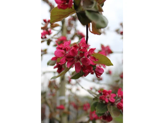 Sierappel malus 'royalty', bloesemboom, dieprode sierappels, ca. 3 m hoog - afbeelding 2 van  2