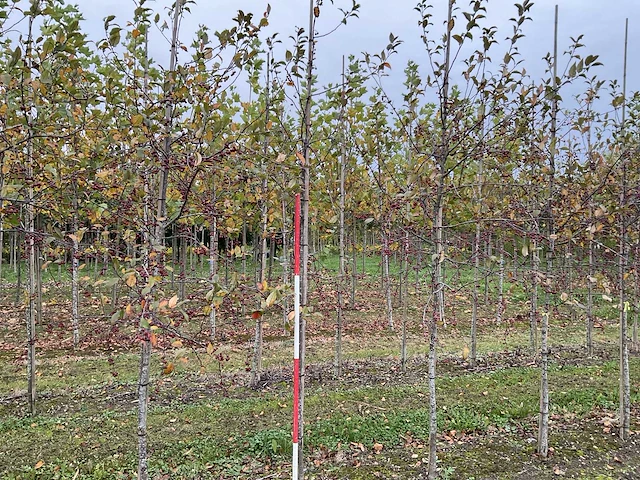 Sierappelboom - malus 'veitch's scarlet' - afbeelding 1 van  4