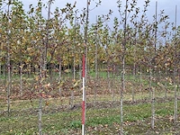 Sierappelboom - malus 'veitch's scarlet' - afbeelding 1 van  4