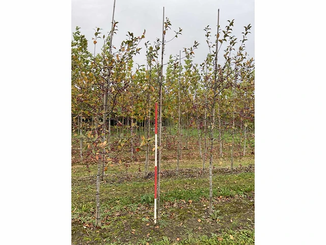 Sierappelboom - malus 'veitch's scarlet' - afbeelding 2 van  4