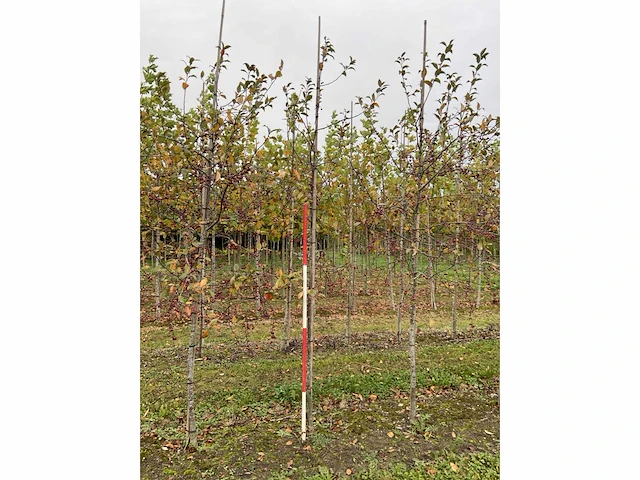 Sierappelboom - malus 'veitch's scarlet' - afbeelding 3 van  4