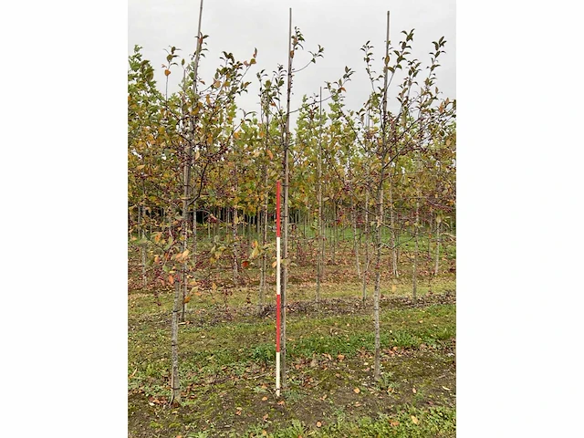Sierappelboom - malus 'veitch's scarlet' - afbeelding 4 van  4