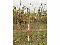 Sierappelboom - malus 'veitch's scarlet' - afbeelding 4 van  4