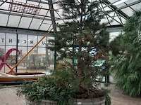 Sierbak met o.a. grove den