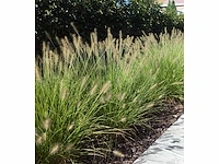 Siergras pennisetum hameln (30x) - afbeelding 1 van  2