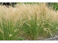 Siergras stipa "pony tails" (3x) - afbeelding 1 van  1