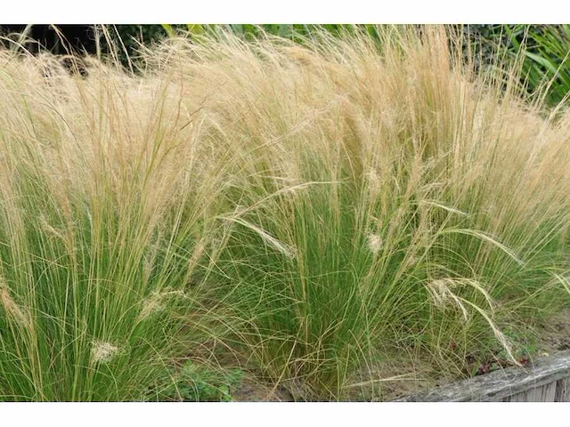 Siergras stipa "pony tails" (3x) - afbeelding 1 van  1