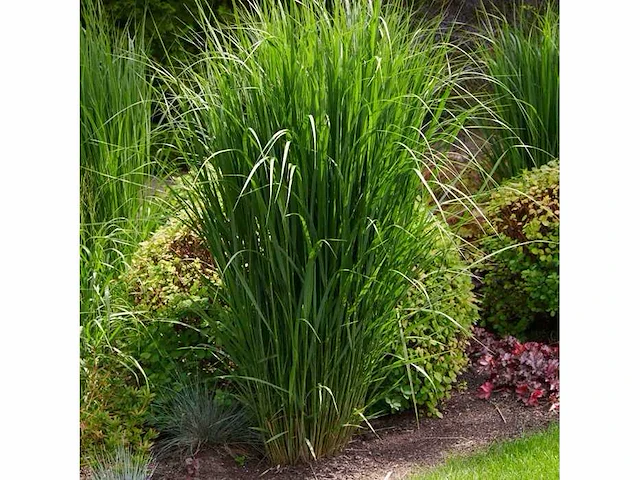 Siergras virgatum (24x) - afbeelding 1 van  1