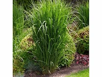 Siergras virgatum (4x) - afbeelding 1 van  1