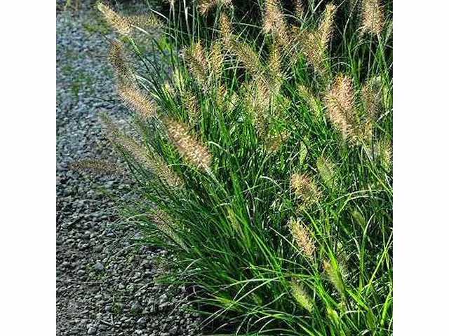 Siergrassen (30x) - afbeelding 2 van  2