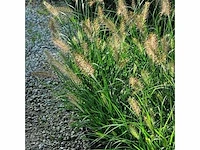 Siergrassen (30x) - afbeelding 2 van  2