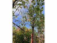 Sierkers - laanboom - afbeelding 3 van  4