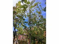 Sierkers - laanboom - afbeelding 4 van  4