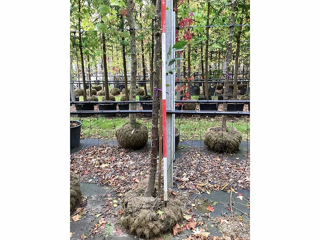 Sierkers - vormboom - afbeelding 4 van  5