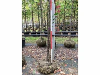 Sierkers - vormboom - afbeelding 4 van  5