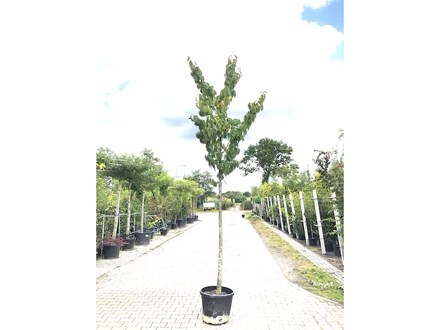 Sierkers prunus 'rancho', bloesemboom, roze bloei, ca. 4 m hoog - afbeelding 1 van  2