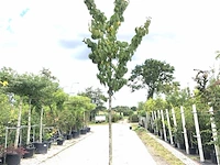 Sierkers prunus 'rancho', bloesemboom, roze bloei, ca. 4 m hoog - afbeelding 1 van  2