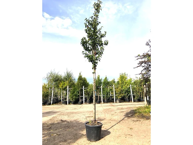 Sierkers prunus 'spire', bloesemboom, lichtroze bloei, ca. 4 m hoog - afbeelding 1 van  2