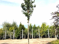 Sierkers prunus 'spire', bloesemboom, lichtroze bloei, ca. 4 m hoog - afbeelding 1 van  2