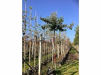 Sierpeer - dakboom - afbeelding 2 van  3