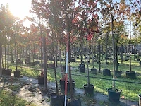 Sierpeer - vrucht- / fruitboom - afbeelding 1 van  3