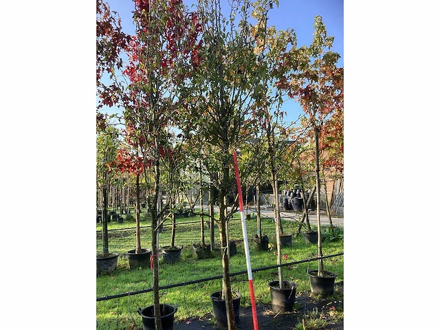 Sierpeer - vrucht- / fruitboom - afbeelding 2 van  3