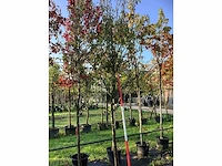 Sierpeer - vrucht- / fruitboom - afbeelding 2 van  3