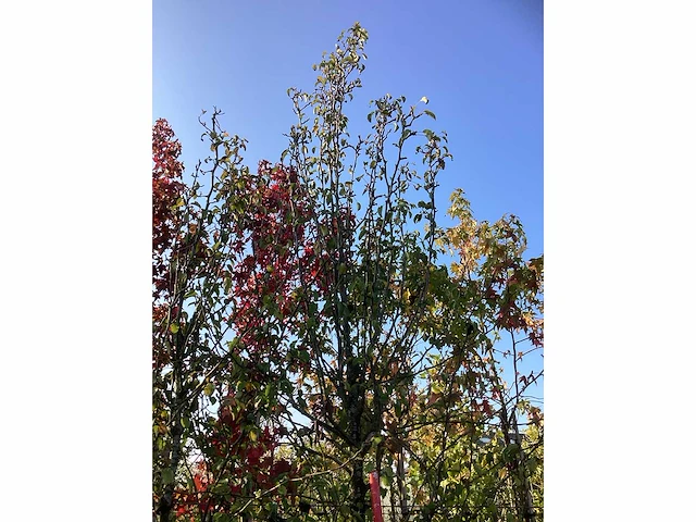 Sierpeer - vrucht- / fruitboom - afbeelding 3 van  3
