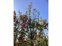 Sierpeer - vrucht- / fruitboom - afbeelding 3 van  3